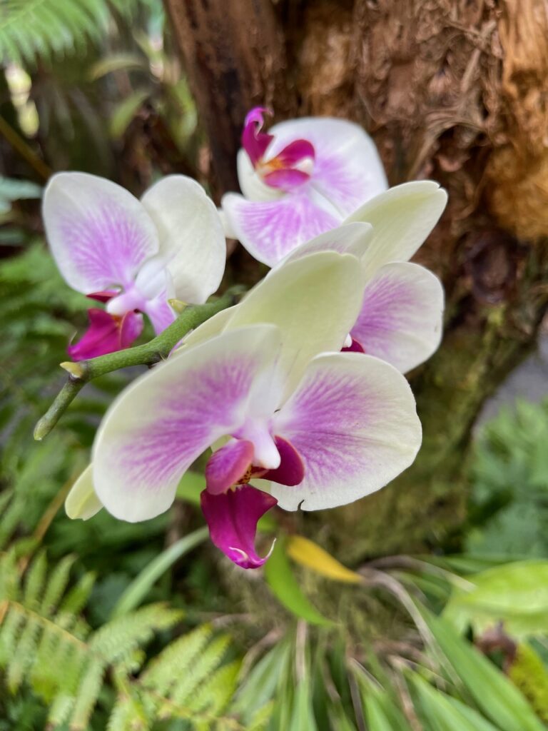 Botanical Garden Botanical Garden